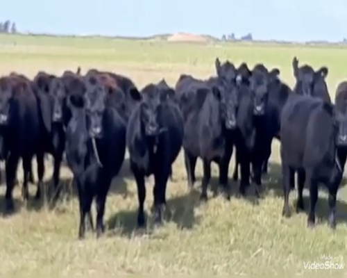 Lote 90 Vaquillonas en Buenos Aires, Dolores