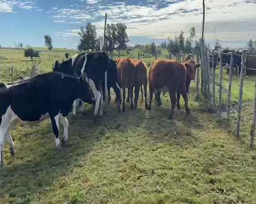 Lote 8 Novillos 510kg - , San José