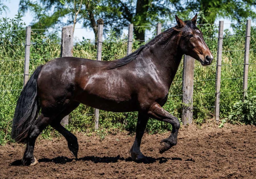 Lote TAÑIDO FRENTERA