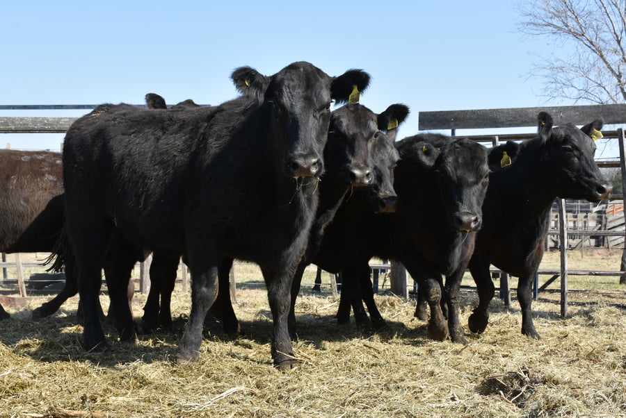 Lote HEMBRAS PURAS CONTROLADAS(NEGRA)(Corral 66)