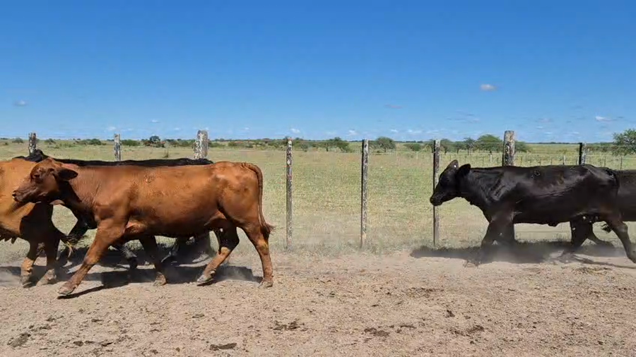Lote 47 Vacas de invernar