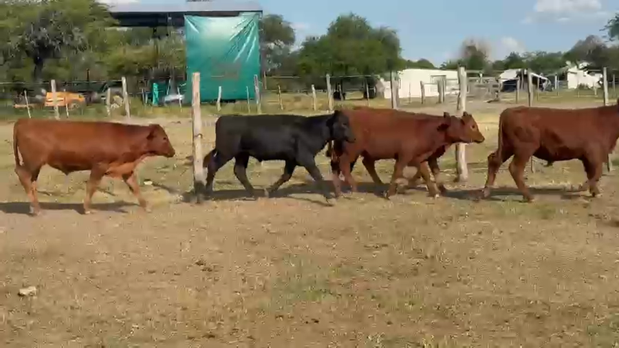 Lote 70 Terneros en Entre Ríos, Federal
