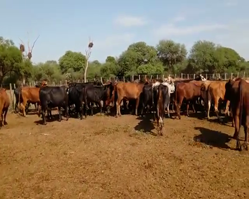 Lote 47 VACAS PREÑADAS BRAFORD-BRANGUS PARICION JULIO/AGOSTO DE 420 KG. QUIMILI