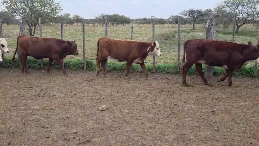 Lote 110 Terneras