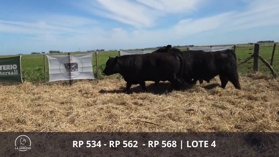 Lote TOROS PUROS POR CRUZA