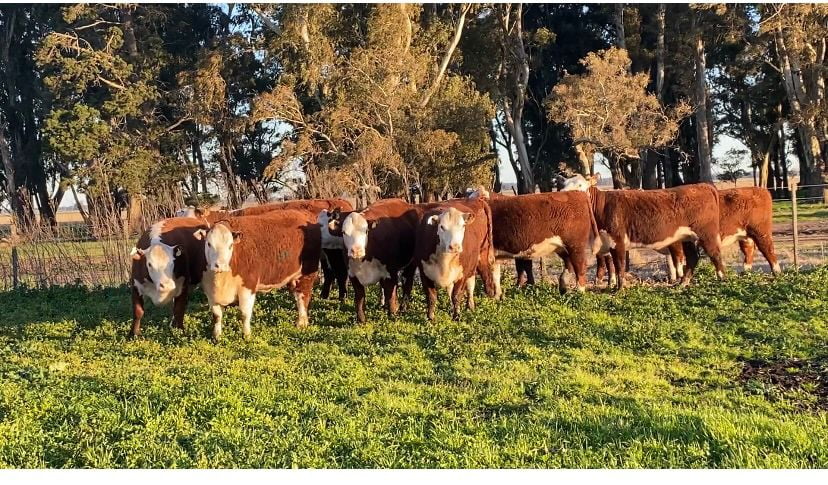 Lote Vivoratá Vaquillonas PR - Preñadas parición otoño 2022