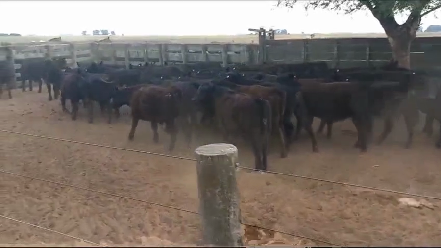 Lote 75 Terneras EN GUAMINI
