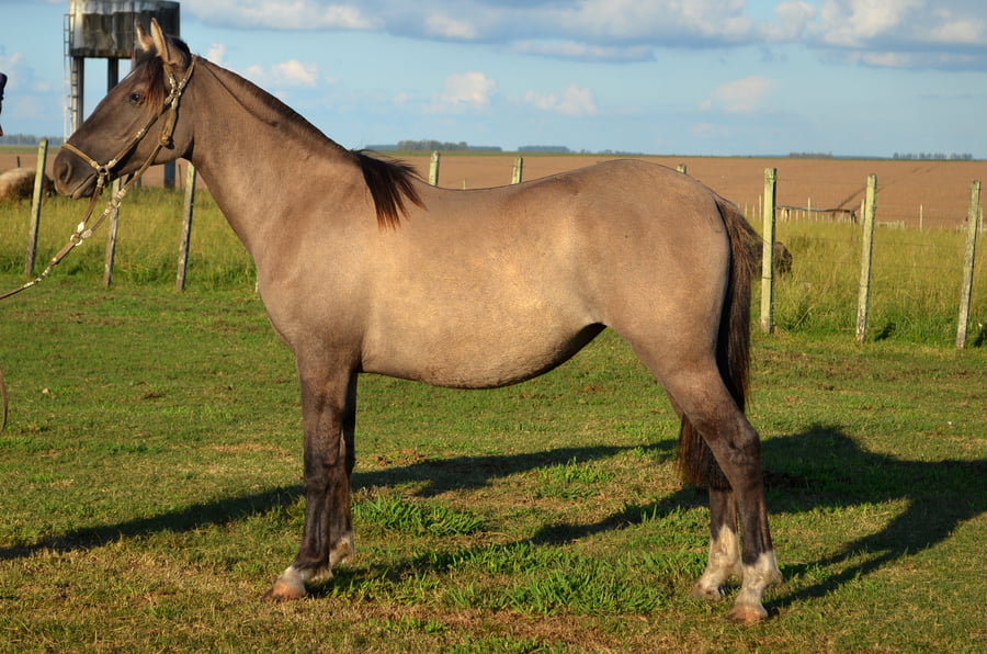 Lote CATANDUVA GRACE