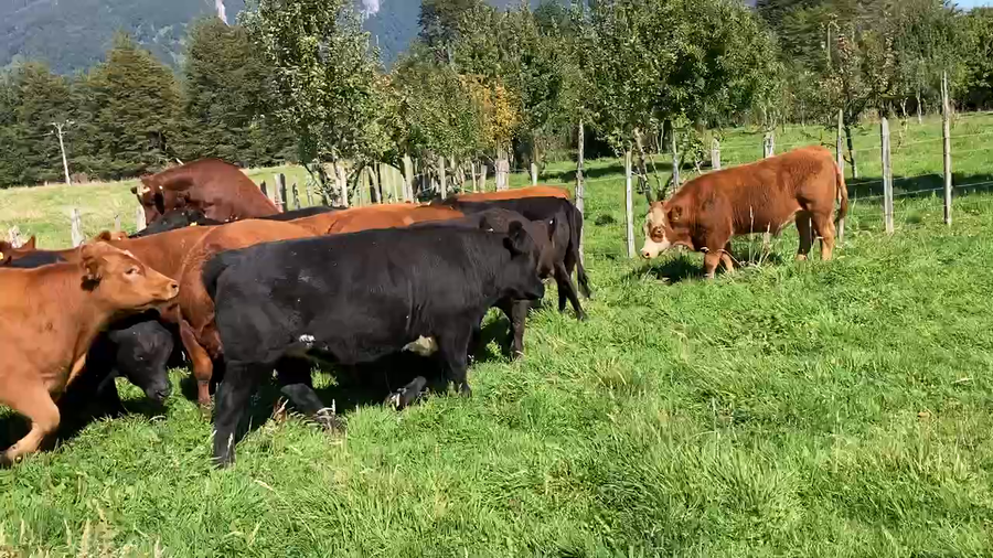 Lote 19 Novillo Engorda en Aysén, XI Región Aysén