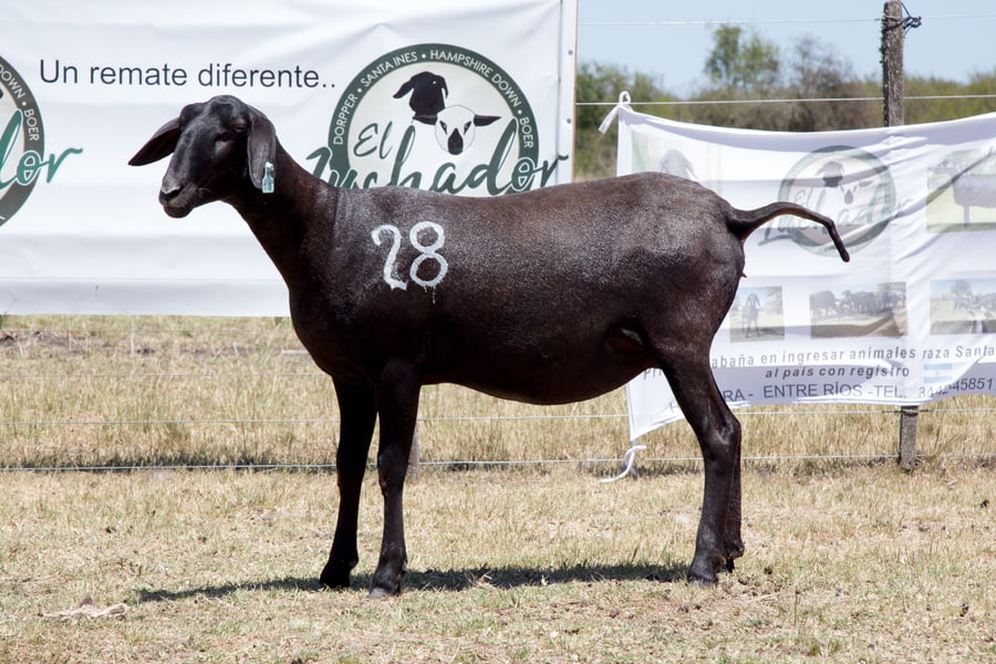 Lote OVINO STA. INES HEMBRA P.P. PREÑ.