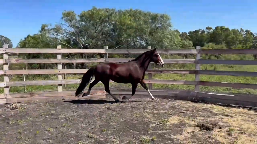 Lote MACARENA LIWDA CHINA