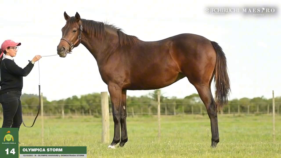 Lote Olympica Storm