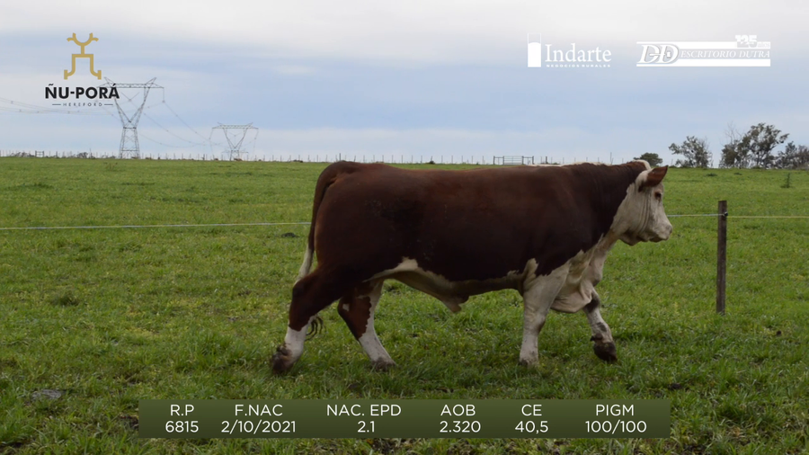 Lote Toros a remate en Remate anual Ñu Porá 2023, Paysandú