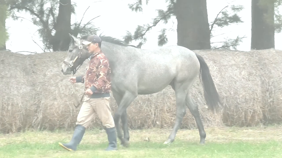 Lote FLEUR DE MIRAVAL (GOUVERNEUR MORRIS -  SHARLOT SHANDON)