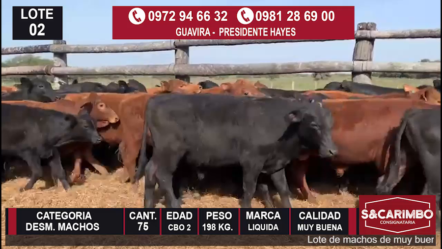 Lote Desmamantes machos CBO 2