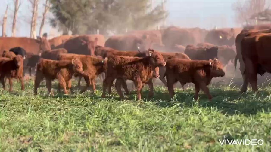 Lote 326 Vacas nuevas C/ cria