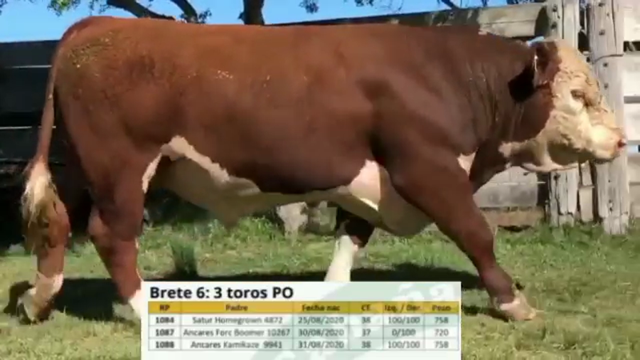 Lote BRETE 6