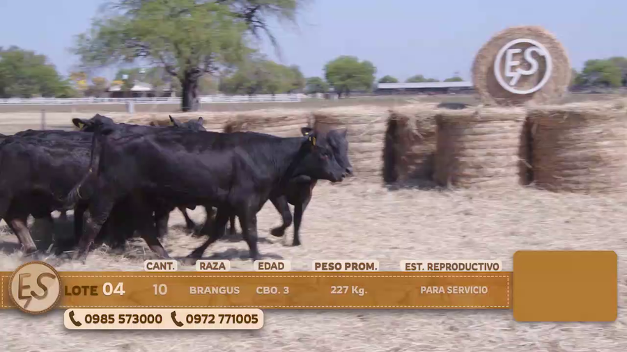 Lote Terneras Cbo 3 BRANGUS