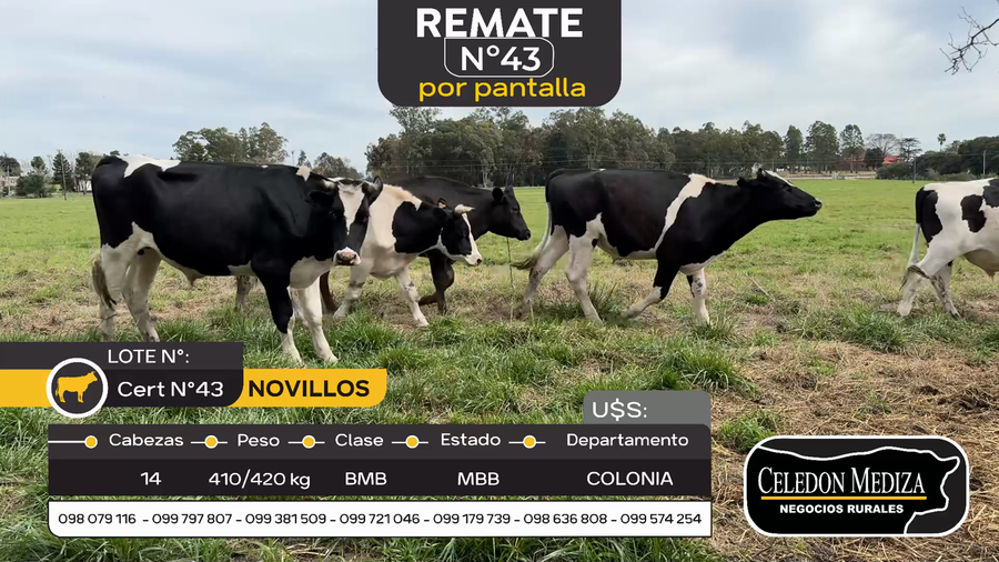 Lote 14 Novillos en La Horqueta, Colonia