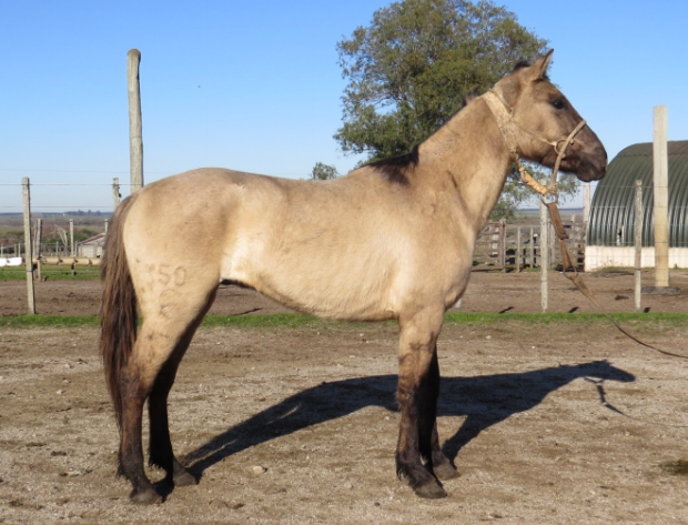 Lote CANTOR LA FLECHILLA