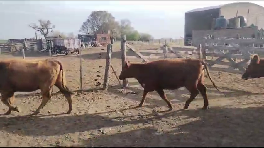 Lote 45 Vaquillonas C/ gtia de preñez en Pehuajó, Buenos Aires