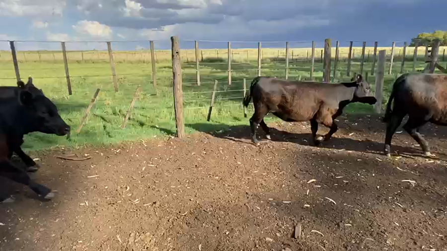 Lote 32 Vaquillonas en A. Gonzales Chaves, Buenos Aires