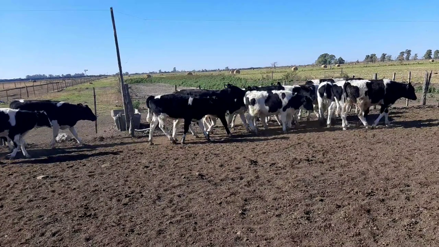 Lote 22 Terneros en Sunchales, Santa Fe