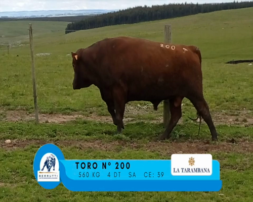 Lote TORO 200
