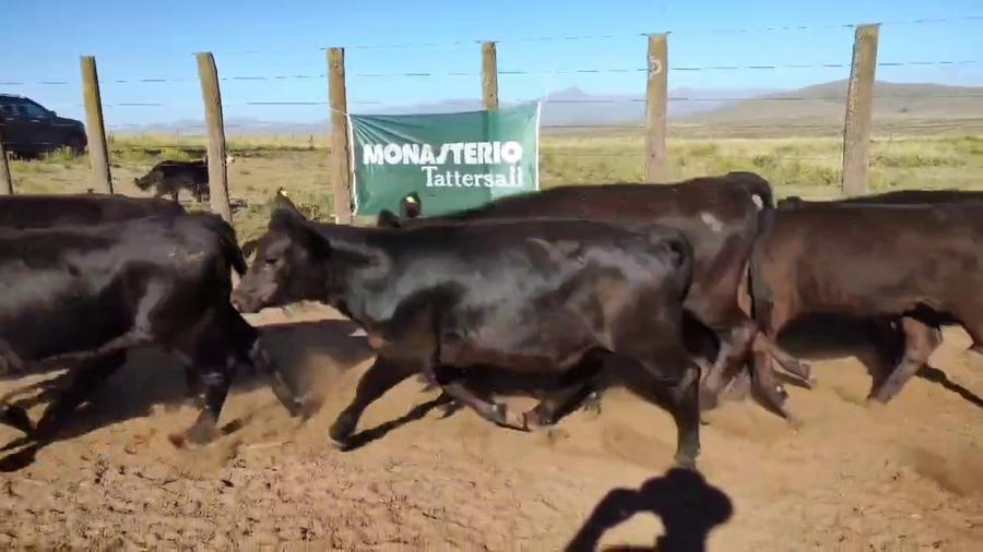 Lote 42 Terneras