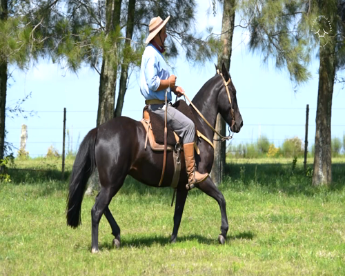 Lote El Gavilán Pacífica Momia (RP 411) Cabaña "El Gavilán"