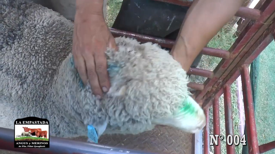 Lote CARNEROS DOHNE MERINO