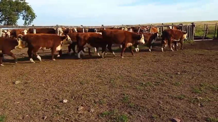 Lote 75 Terneras
