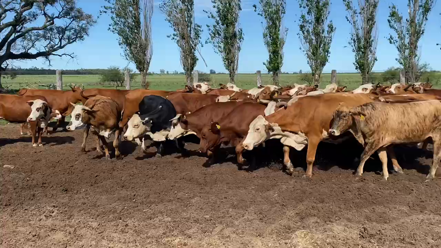 Lote 35 Vacas de invernar en Esquina, Corrientes