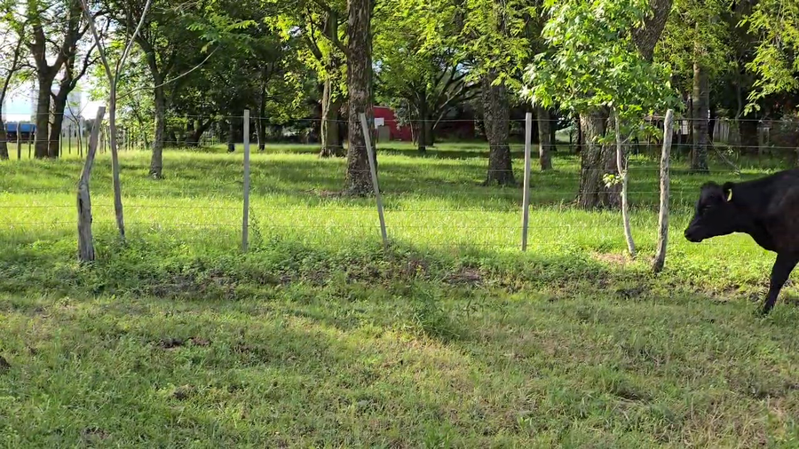 Lote 100 Vaquillonas