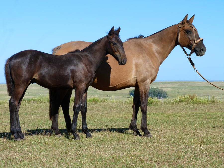 Lote Brasa las Piedritas