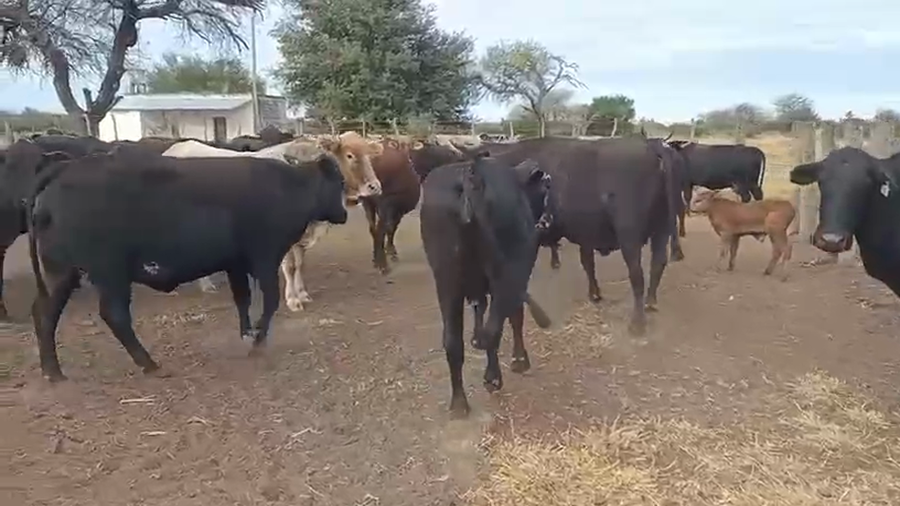 Lote 125 Vacas de invernar