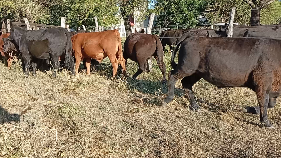 Lote 14 Terneros