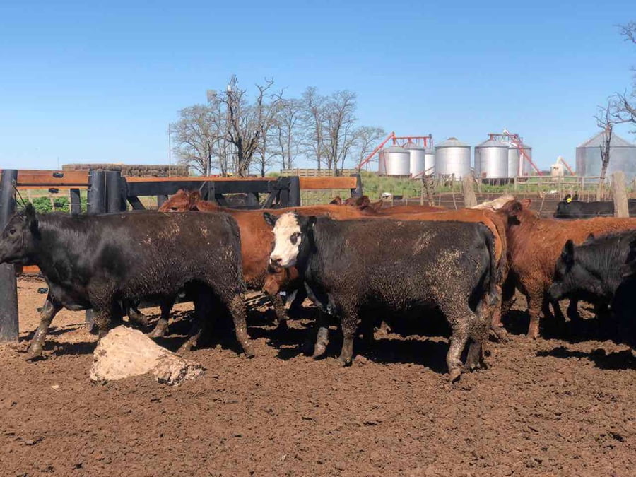 Lote 41 Novillos exportación en Miguel Riglos, La Pampa