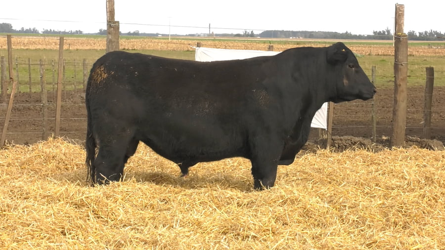 Lote Toros PC Negros