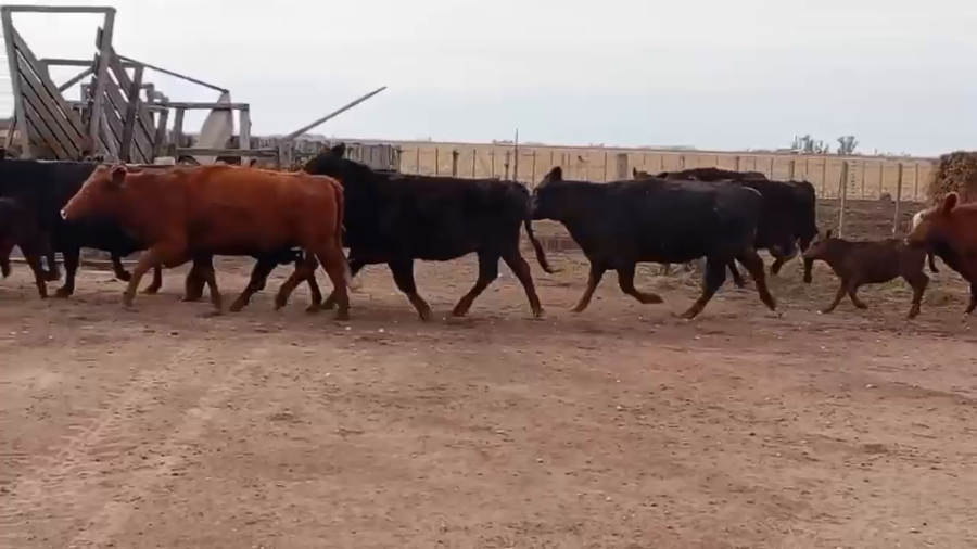 Lote 90 AL CTE ( VACA NUEVA)