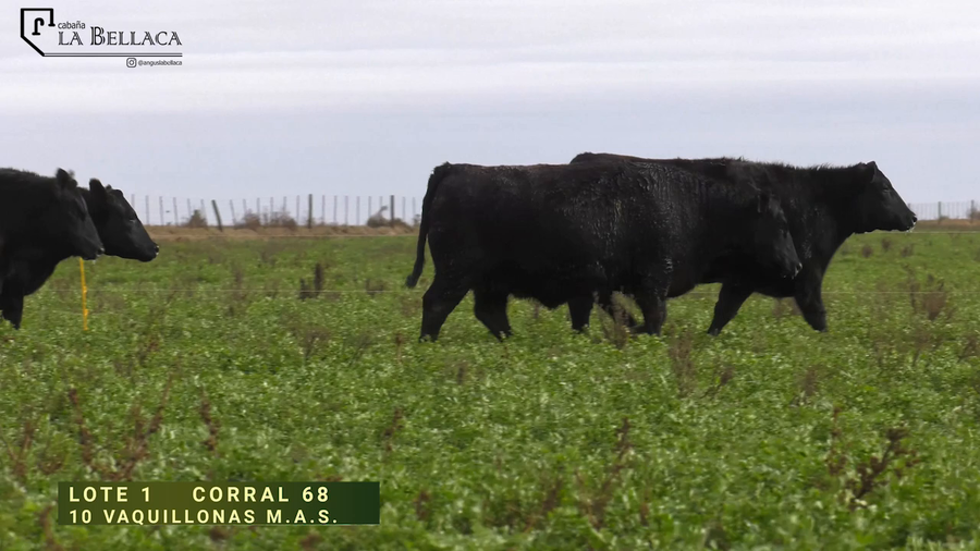 Lote VAQUILLONA M.A.S.