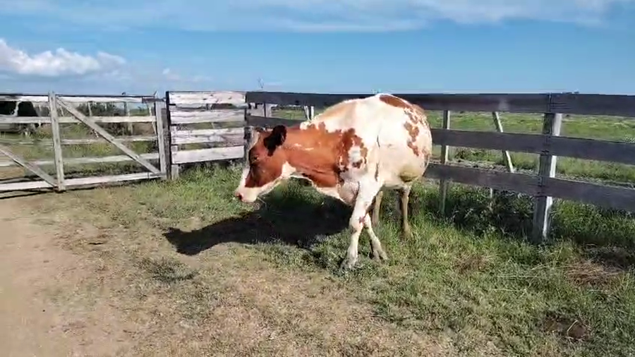 Lote Vaca a remate en Pantalla Camy, San José