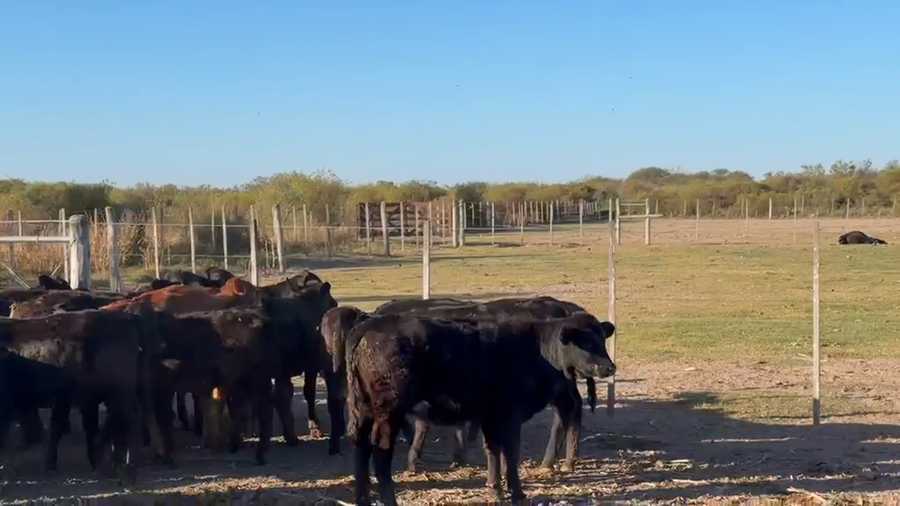 Lote 95 Terneras en Santa Fe, Logroño