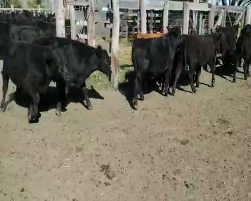 Lote 60 Terneros en Villaguay, Entre Ríos