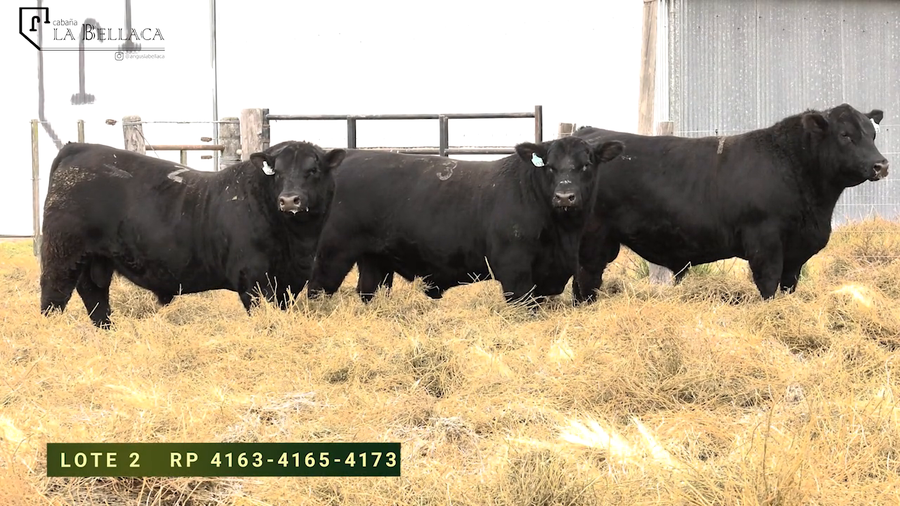 Lote TOROS PUROS DE PEDIGREE