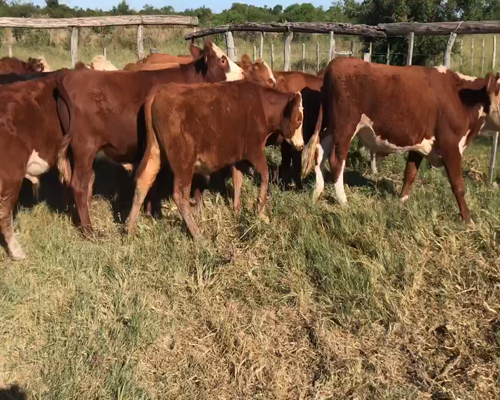 Lote 48 Novillitos en Maciá, Entre Ríos