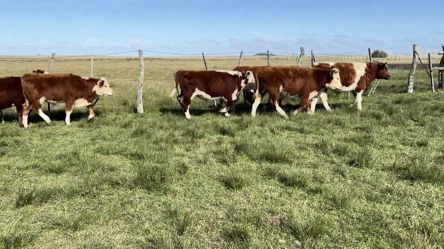 Lote TERNEROS