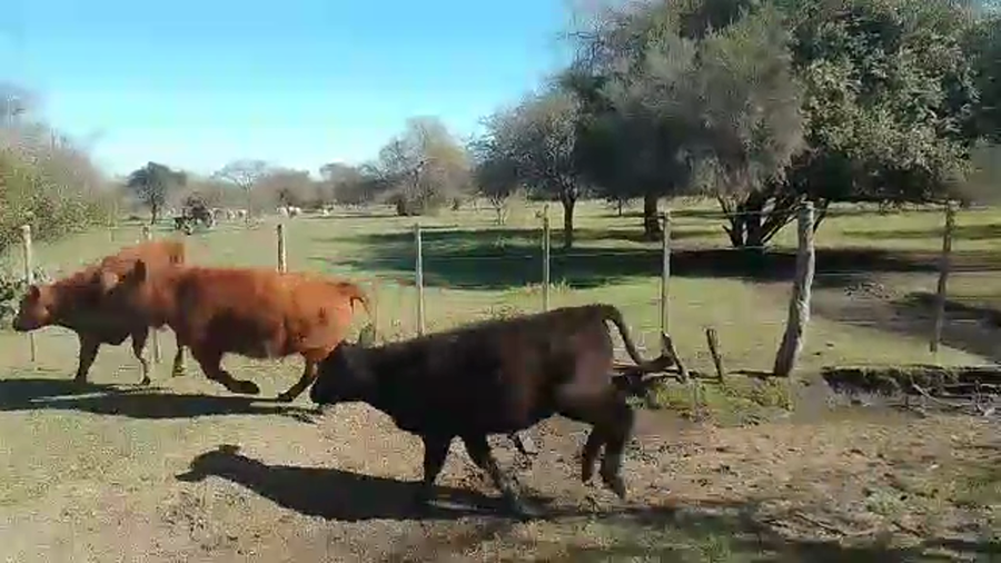 Lote 100 Terneros en Sauce, Corrientes