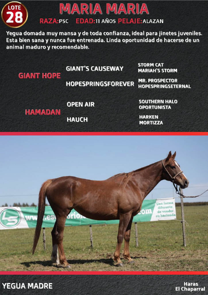 Lote MARIA MARIA