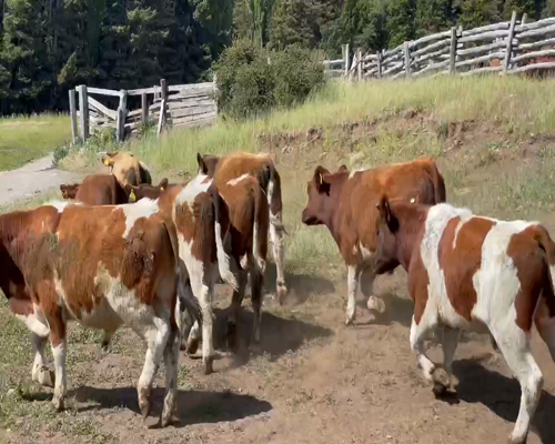 Lote 50 Novillo Engorda en Coyhaique, XI Región Aysén